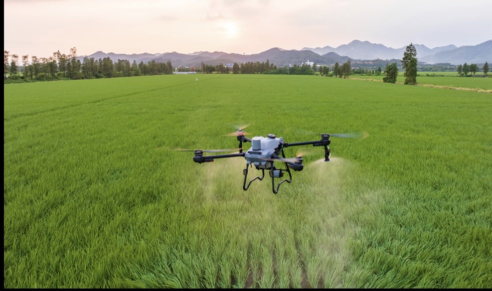 Agras drone hovering low over a vivid green rice paddy at golden hour